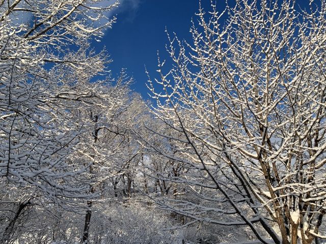 雪が積もった木