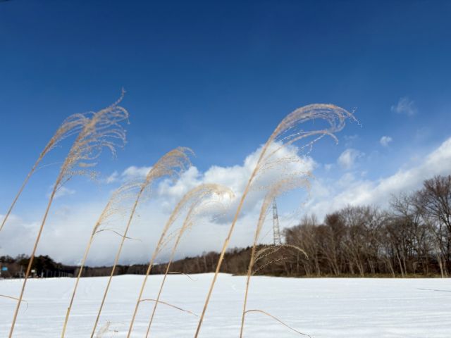 雪景色とススキ