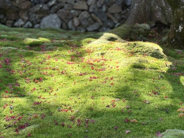 苔に広がる赤い紅葉