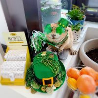 アイルランドのお祭り★St. Patrick’s Day