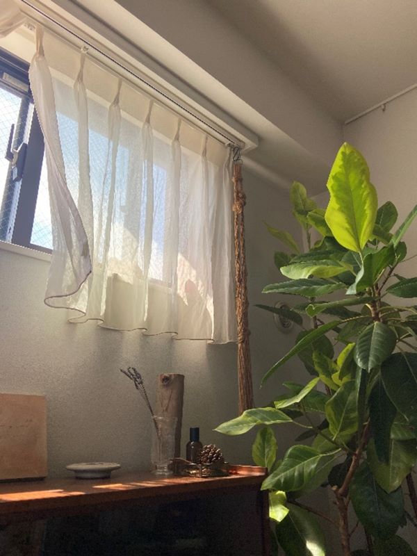 白いカーテンと植物