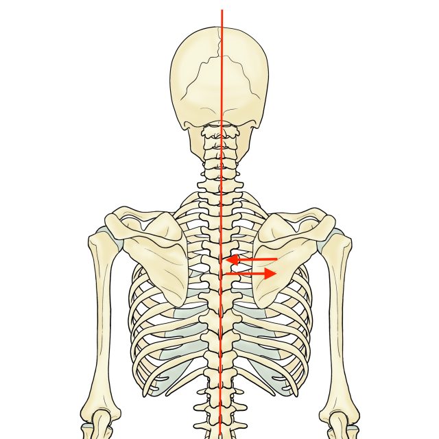 背中側の骨格イラスト