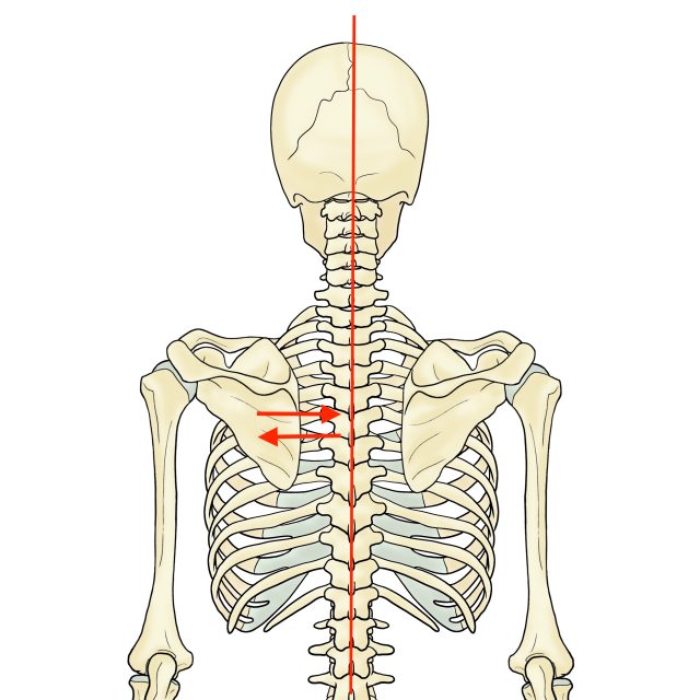 背中側の骨格イラスト 左を動かす