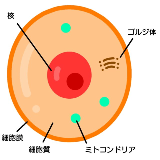 ミトコンドリア