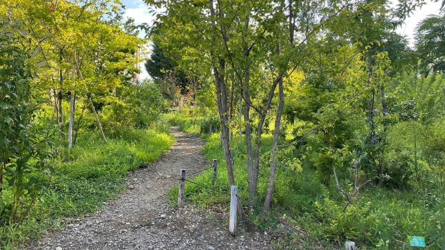 公園の中の砂利道