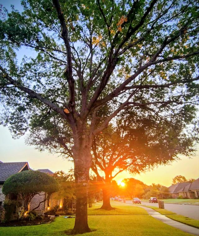 木の奥に見える朝日