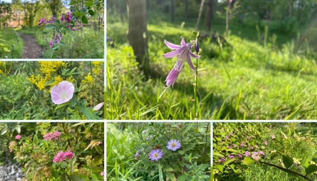公園に咲いていた数種類の花