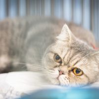 「かわいそうに」を2単語の英語で言うと？