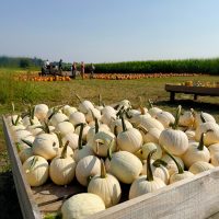 アメリカの秋の風物詩「パンプキンパッチ」