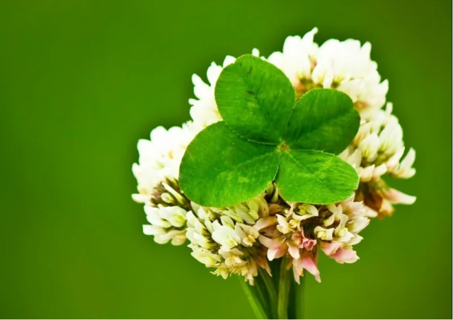 シロツメグサとクローバー