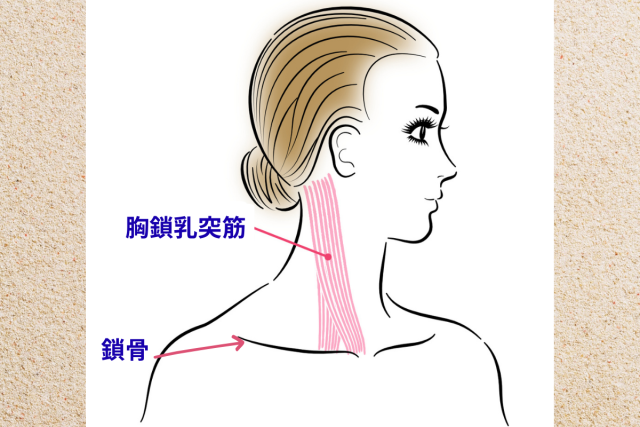 胸鎖乳突筋と鎖骨のイラスト