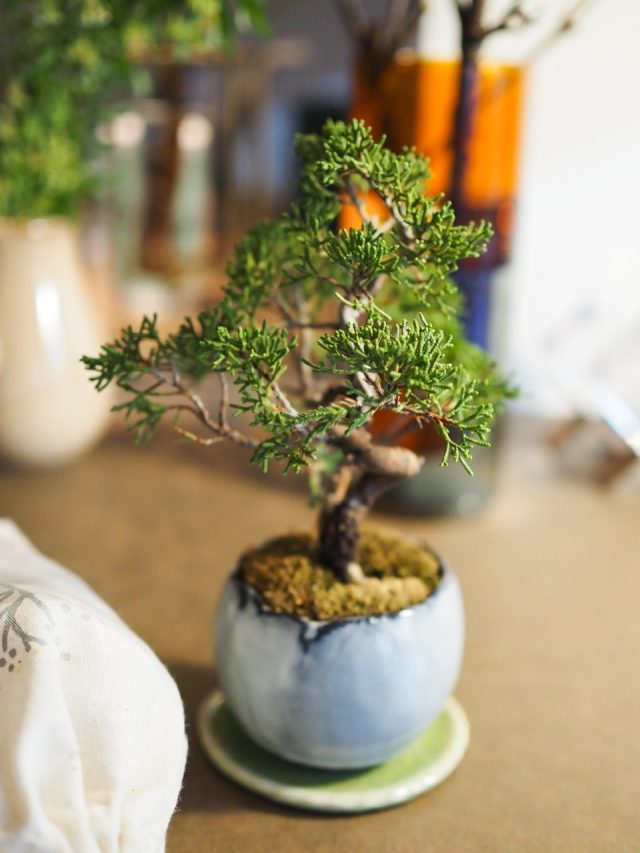 店内のグリーン