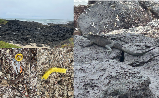 海岸とウミイグアナ