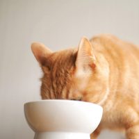 「エサをあげる」って英語でどう言う？