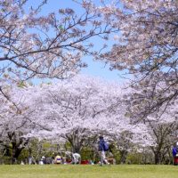 「Hanami（花見）」を英語で説明すると？