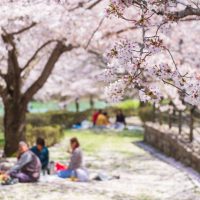 「桜が見頃です」って英語でどう言う？
