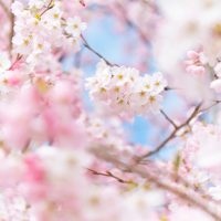 桜の季節！「満開だね」って英語でどう言う？