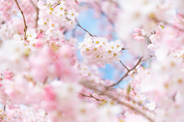 桜 満開