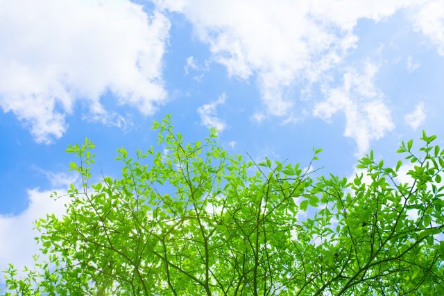 新緑 空
