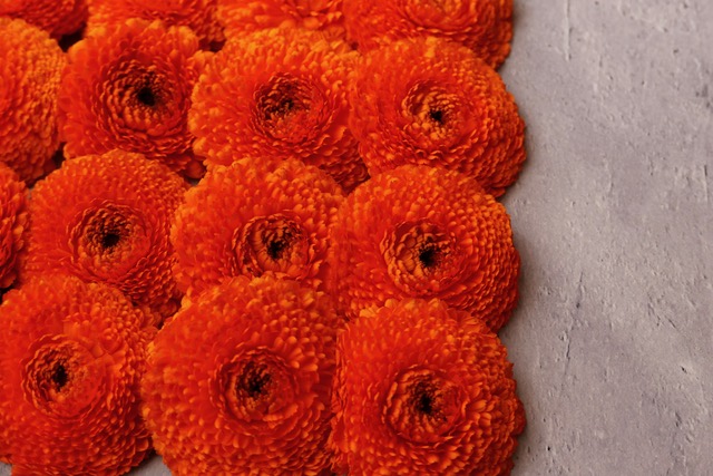 淡路島のカレンデュラ