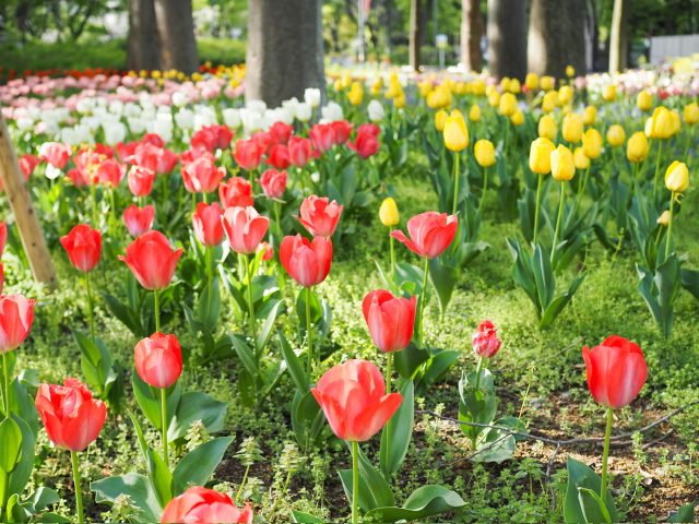 チューリップ
