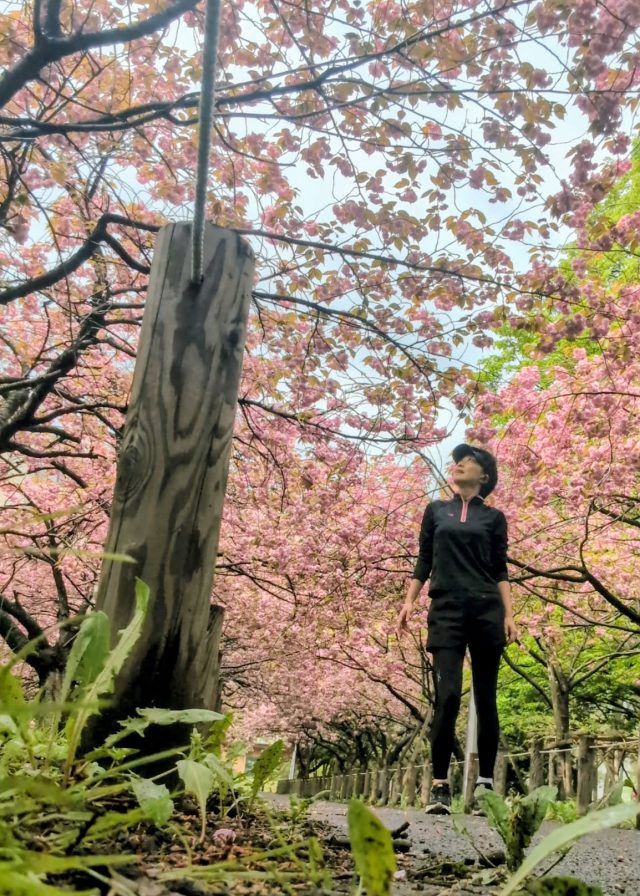 桜の木と女性
