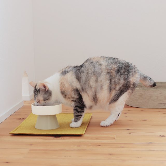 猫 食事