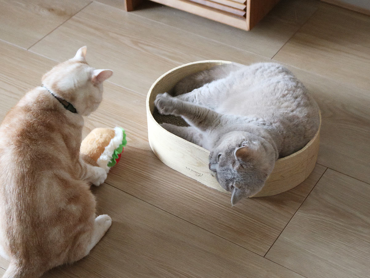 新ブランド「bon moment cat」誕生!シンプルで快適に暮らせる「猫アイテム」4選