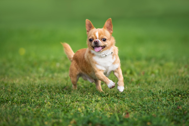走り回る犬 ワンちゃん