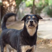 英語「wag」の意味って？
