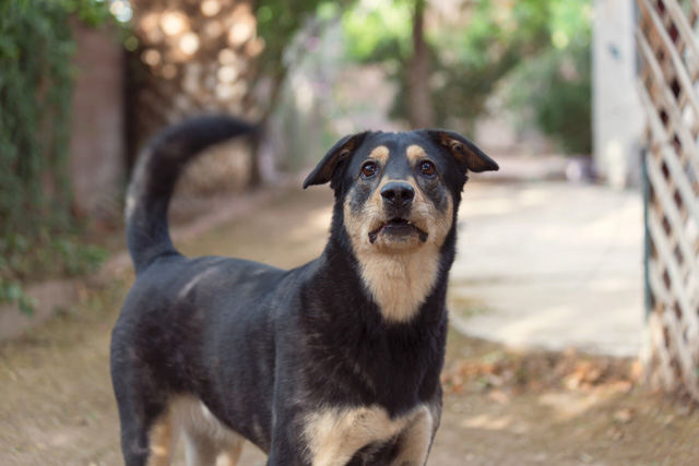 犬　尻尾