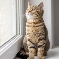 英語「Cats with stripes」ってどういう意味？