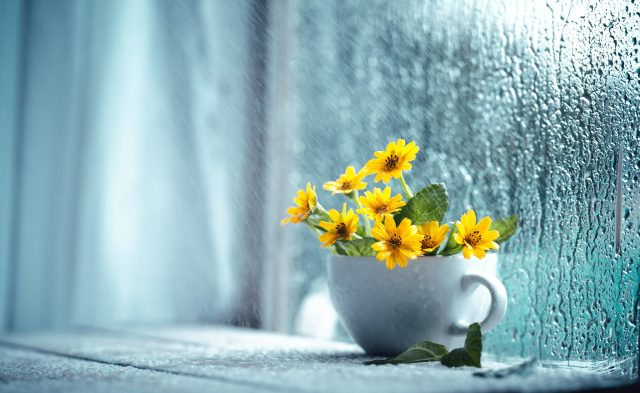 窓辺の花　雨