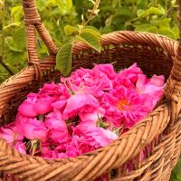 雨の日の気分を華やかに♪おうち時間に楽しむ「ハーブ」の取り入れ方3つ