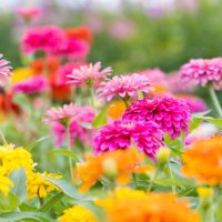 英語「Flower bed」の意味って？