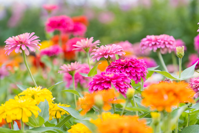 flower bed