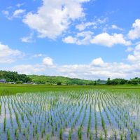 「田んぼ」を2単語の英語で言うと？