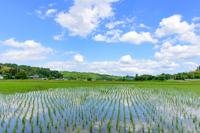 田んぼ