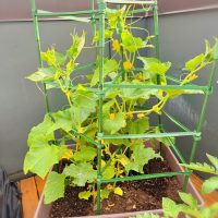 屋上でひっそり家庭菜園