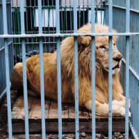 動物の「檻（おり）」を1単語の英語で言うと？