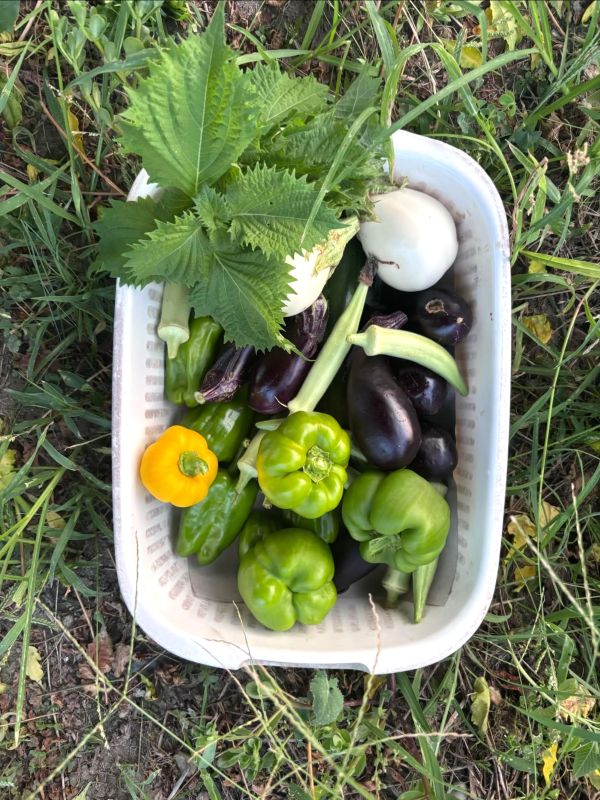 収穫した野菜