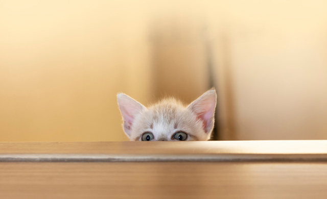 動物　怖がる　ネコ