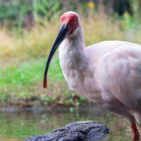 英語でどう言う？「絶滅危惧種（きぐしゅ）」