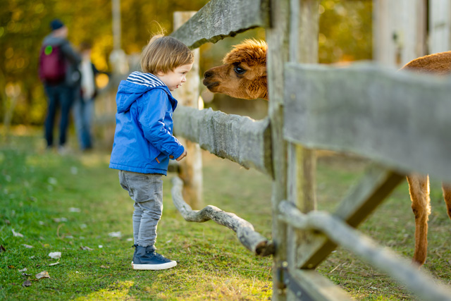 動物園　子供　観察