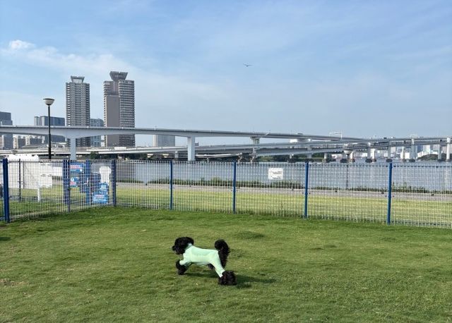 公園を走るオリス