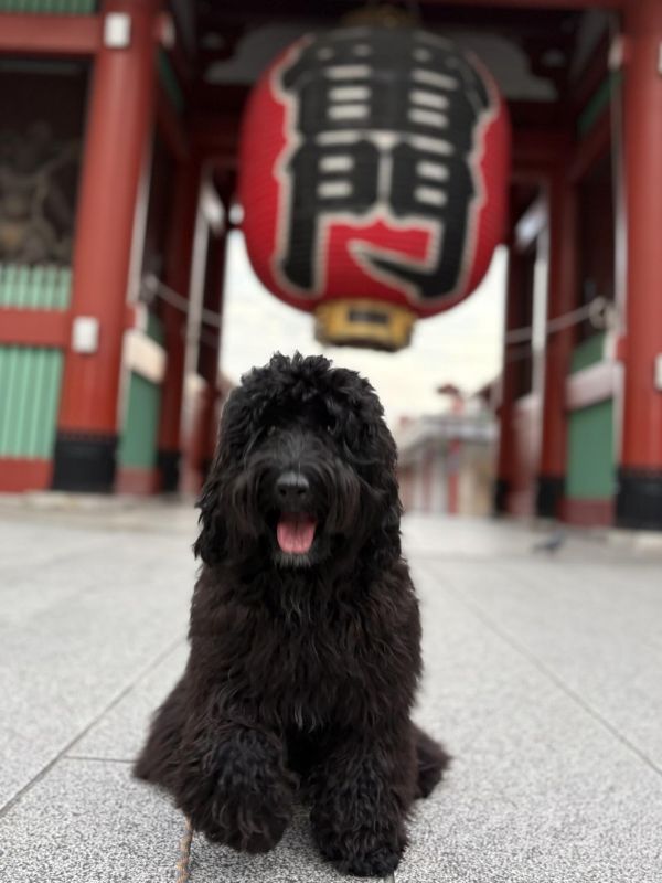 Ricaさんの愛犬オリス