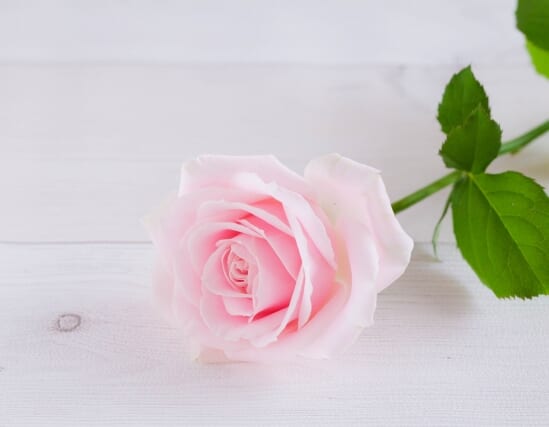 ちょっとしたお礼、いくらかける？一輪の花で気持ちを伝えるプチギフト術
