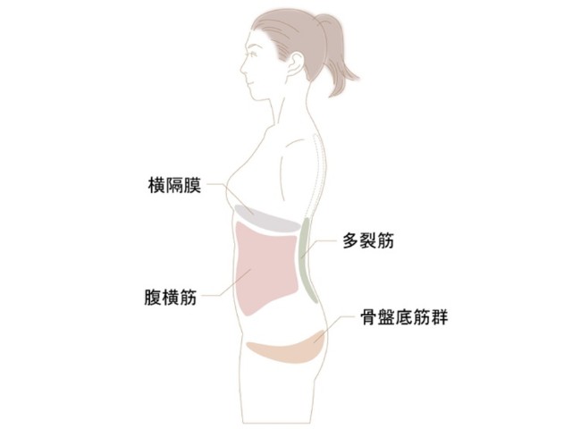 体幹を支える筋肉の位置を示したイラスト